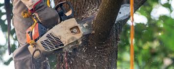 Best Emergency Tree Removal  in Johnsonville, SC