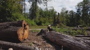 Best Fruit Tree Pruning  in Johnsonville, SC