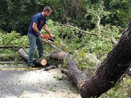 Johnsonville, SC Tree Care Company