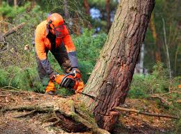 Best Utility Line Clearance  in Johnsonville, SC