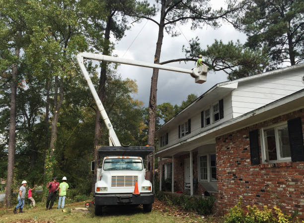 Best Leaf Removal  in Johnsonville, SC