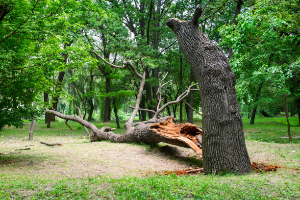 How Our Tree Care Process Works  in  Johnsonville, SC