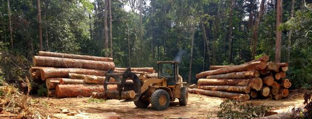 Best Commercial Tree Services  in Johnsonville, SC
