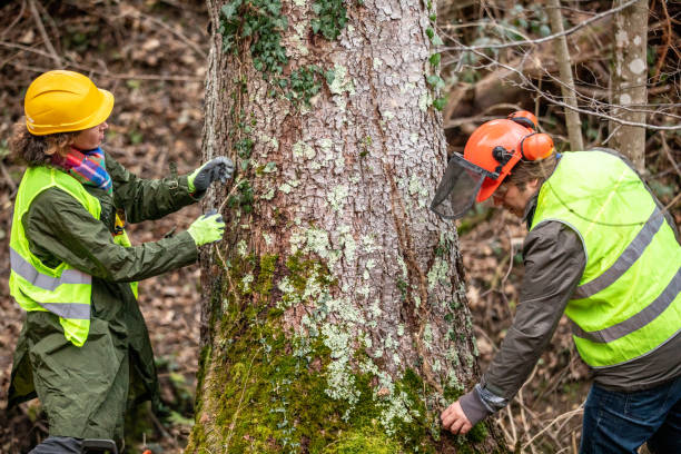 Best Tree Removal  in Johnsonville, SC