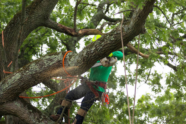 Best Pest Control for Lawns  in Johnsonville, SC