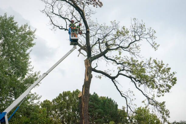 Best Tree Risk Assessment  in Johnsonville, SC