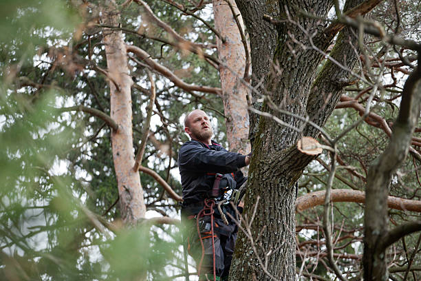 Best Tree Cabling and Bracing  in Johnsonville, SC