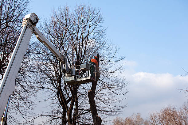 Best Root Management and Removal  in Johnsonville, SC