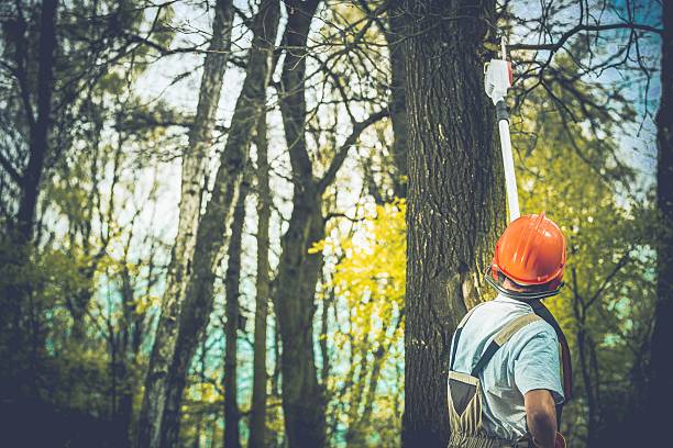Best Tree Disease Treatment  in Johnsonville, SC